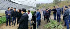 中科院领导调研利州杂交构树产业发展